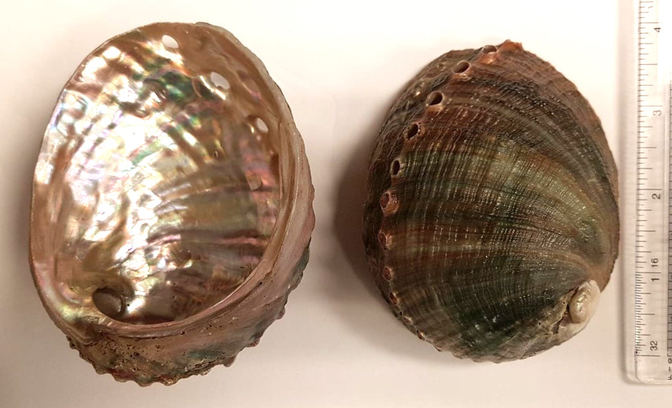 All Natural Cup Abalone - Haliotis Capensis - 3.5 inch up - Thailand