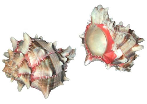 Murex Brassica - Phyllonotus brassica 44-46mm opening size