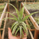 Streptophylla - Tillandsia Air Plant - LARGE 7 inch