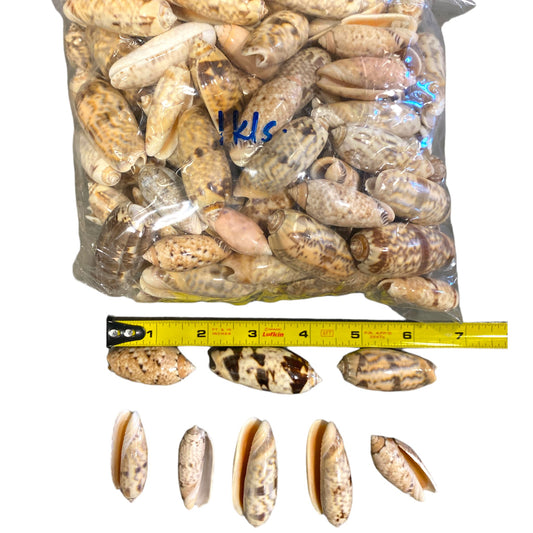 1 KG - Olive Shells - Olividae - Moyenne 1 pouce