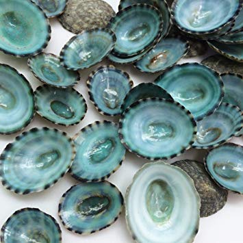 Wonders Of The Sea -Blue/Green Limpets SUTORRIA MESOLEUCA - 0.75 inches Mexico (0.1 lb.)