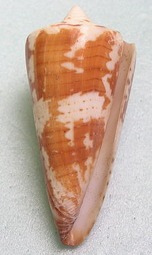 Thalaisarus Conus - 2.5 inches