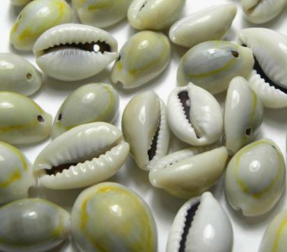 CYPRAEA MONETA with 1 hole top center (packed 100 pcs) - Yellow Cowry Cowrie Shells