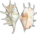 Lambis Truncata Shell - 8 to 10 inch - SPIDER CONCH