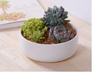 White Plant Pot Tray Dish 16 x 16 x 6 cm