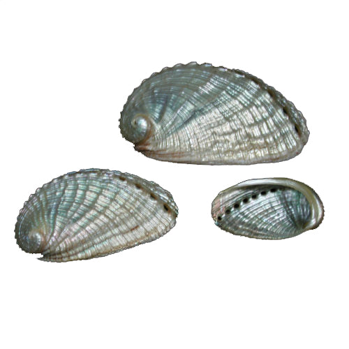 Pearl Variously Colored Abalone - Haliotis Diversicolor - 1 to 2 inch - India