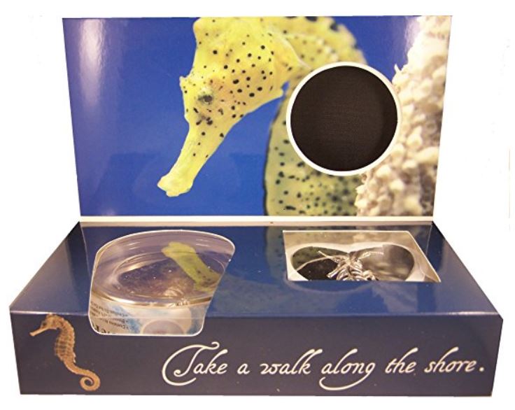 Wish Pearl Seahorse Design Box avec pendentif et collier hippocampe