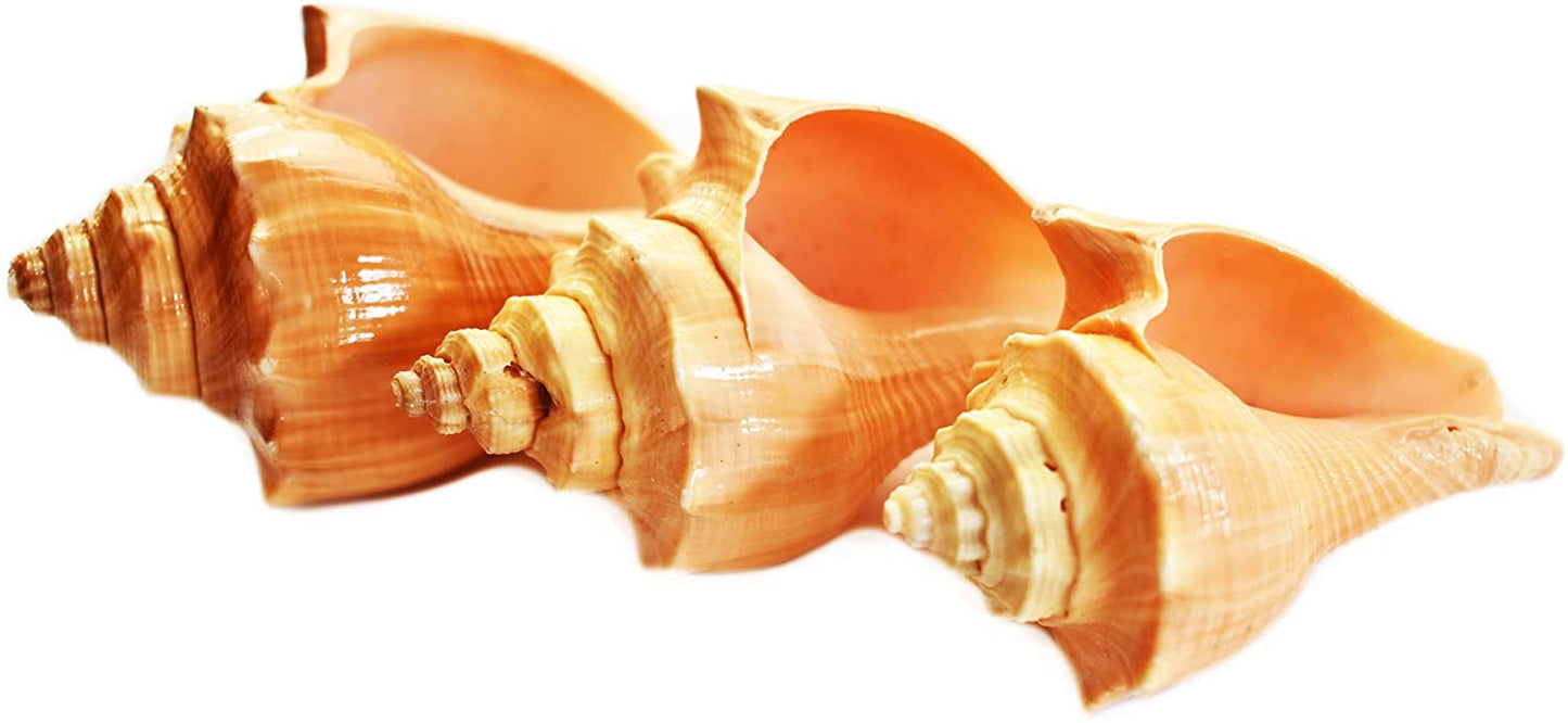 Orange Vole Shell - 3" 34-36mm opening size