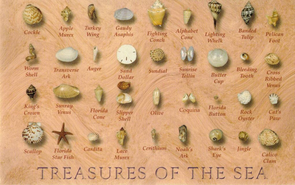 Postcard Only - Treasures of The Sea - Shell ID Card – ilovecrystalsandgems