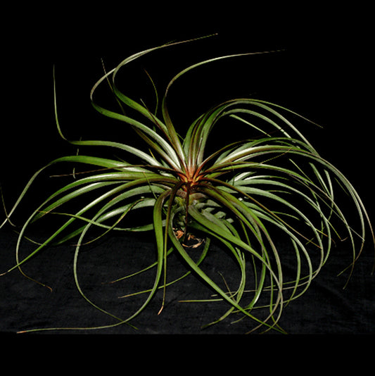 Capitata Maroon Tillandsia X-Large 18 pouces