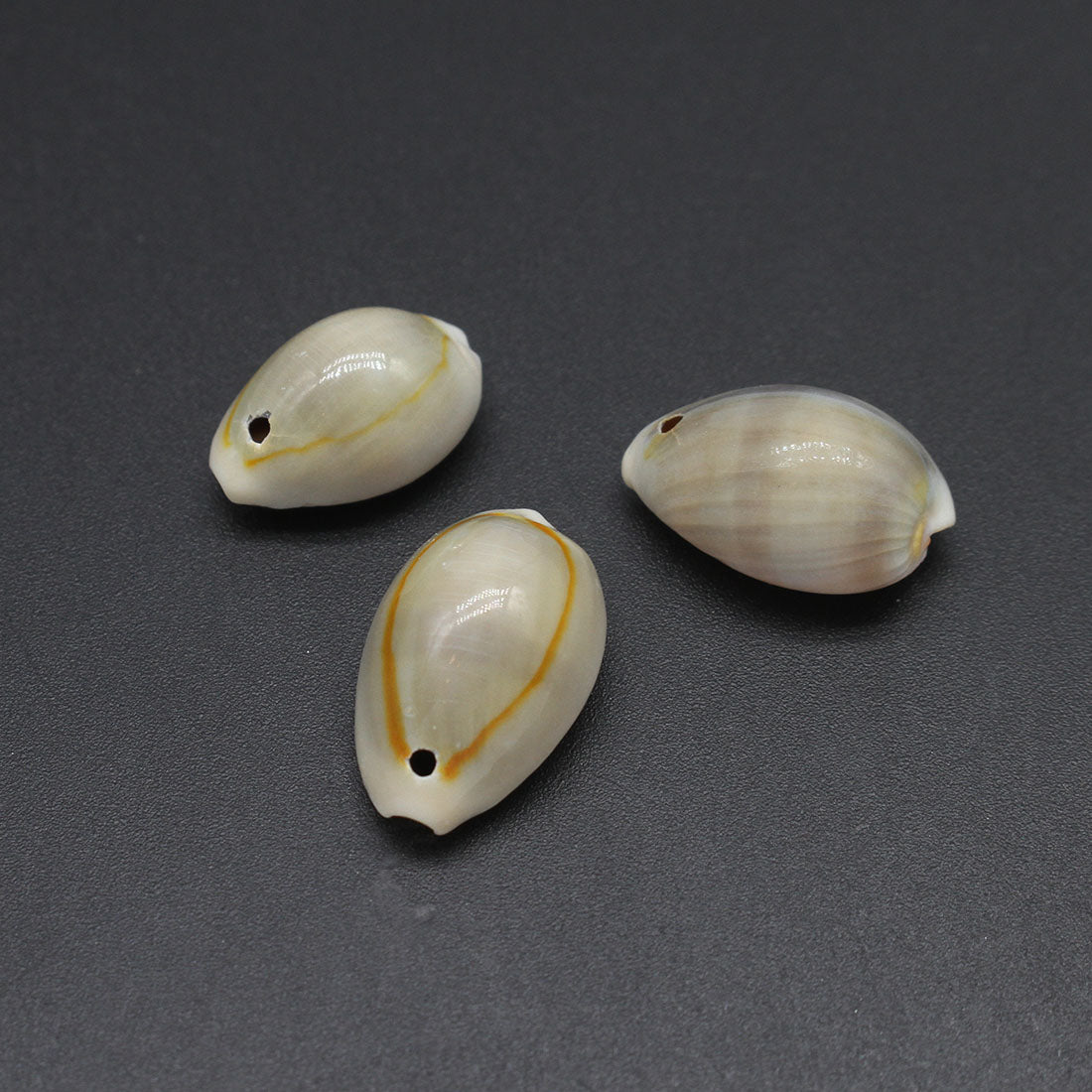 CYPRAEA ANNULUS with 1 hole top center 21x18x10mm - (packed 666 pcs) - Grey Cowry Cowrie Shells - NEW421