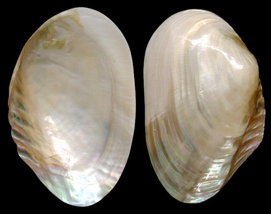 VN - Polished Mussel / Clam Halves - 6 + inches