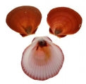 Brown Only Sun/Moon Shells - 2.75 - 3 inches