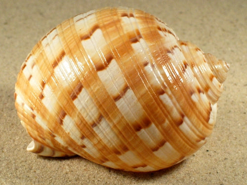Tonna Chinensis - Tun Seashell - 3.14 - 4.7 inch 8-12cm - China - NEW1022