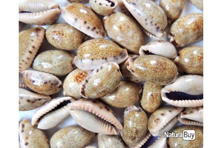 Cypraea Caurica - Caurica Cowrie - 1.5 - 2 inch